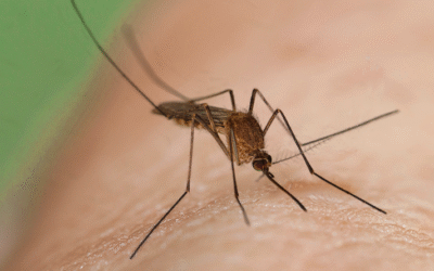 Moustique tigre 2024: invasion nationale, dangers et stratégies pour survivre