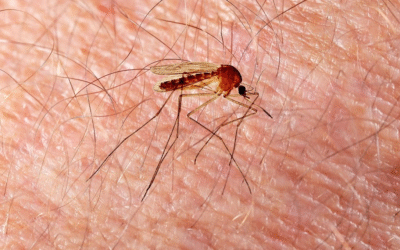 Moustique tigre: invasion accélérée, vigilance citoyenne et riposte scientifique 2024