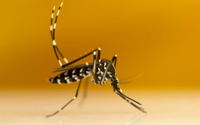 Moustique tigre 2024 : invasion record et risques sanitaires en hausse