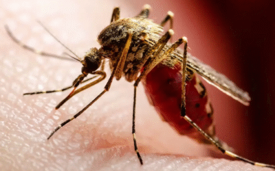 Moustique tigre: invasion des balcons, adoptons une riposte citoyenne ferme