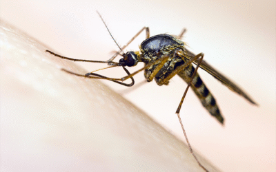 Moustique tigre : invasion 2024, nos gestes pour éviter piqûres