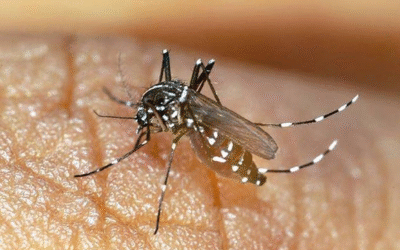 Moustique tigre 2024: invasion record, stratégies pour protéger nos jardins