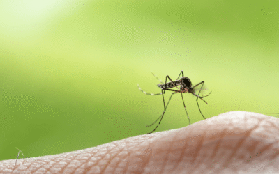 Moustique tigre : invasion 2024, 78 départements touchés, protégez-vous vite