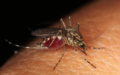 Moustique tigre, invasion grandissante menaçant santé, été et notre quotidien