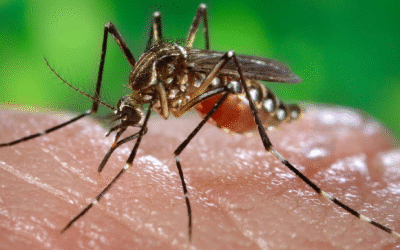 Moustique tigre 2024, invasion record et gestes simples pour agir