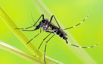 Moustique tigre 2024 : invasion record, 78% des départements déjà impactés