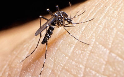 Moustique tigre, invasion discrète bouleversant notre santé publique et quotidienne