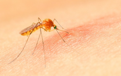 Moustique tigre : invasion fulgurante, dengue locale record, adoptons la riposte