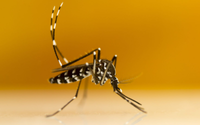 Moustique tigre en force, adoptez ce guide anti-invasion cet été
