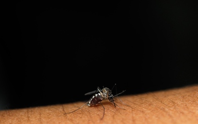 Moustique tigre : expansion fulgurante, dangers sanitaires, solutions citoyennes et scientifiques