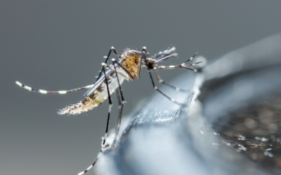 Moustique tigre 2024 : alerte, défi sanitaire et gestes clés anti-piqûres