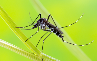 Moustique tigre 2024: invasion record, risques sanitaires et actions urgentes