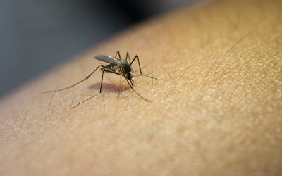 Moustique tigre 2024, invasion record et urgences sanitaires françaises alarmantes