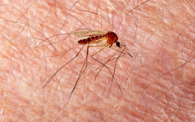Moustique tigre : invasion française, dengue en hausse, comment riposter face