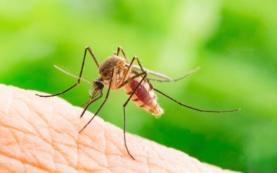Moustique tigre: comprendre, prévenir et désamorcer l’invasion nationale toujours grandissante