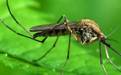 Moustique tigre : invasion accélérée, nos tactiques pour contenir l’ennemi estival